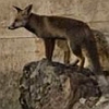 Fuchs auf den Trümmern des Tempelbergs